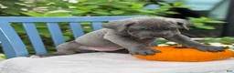 Cane Corso dogs for sale: Darcy - Ad 17