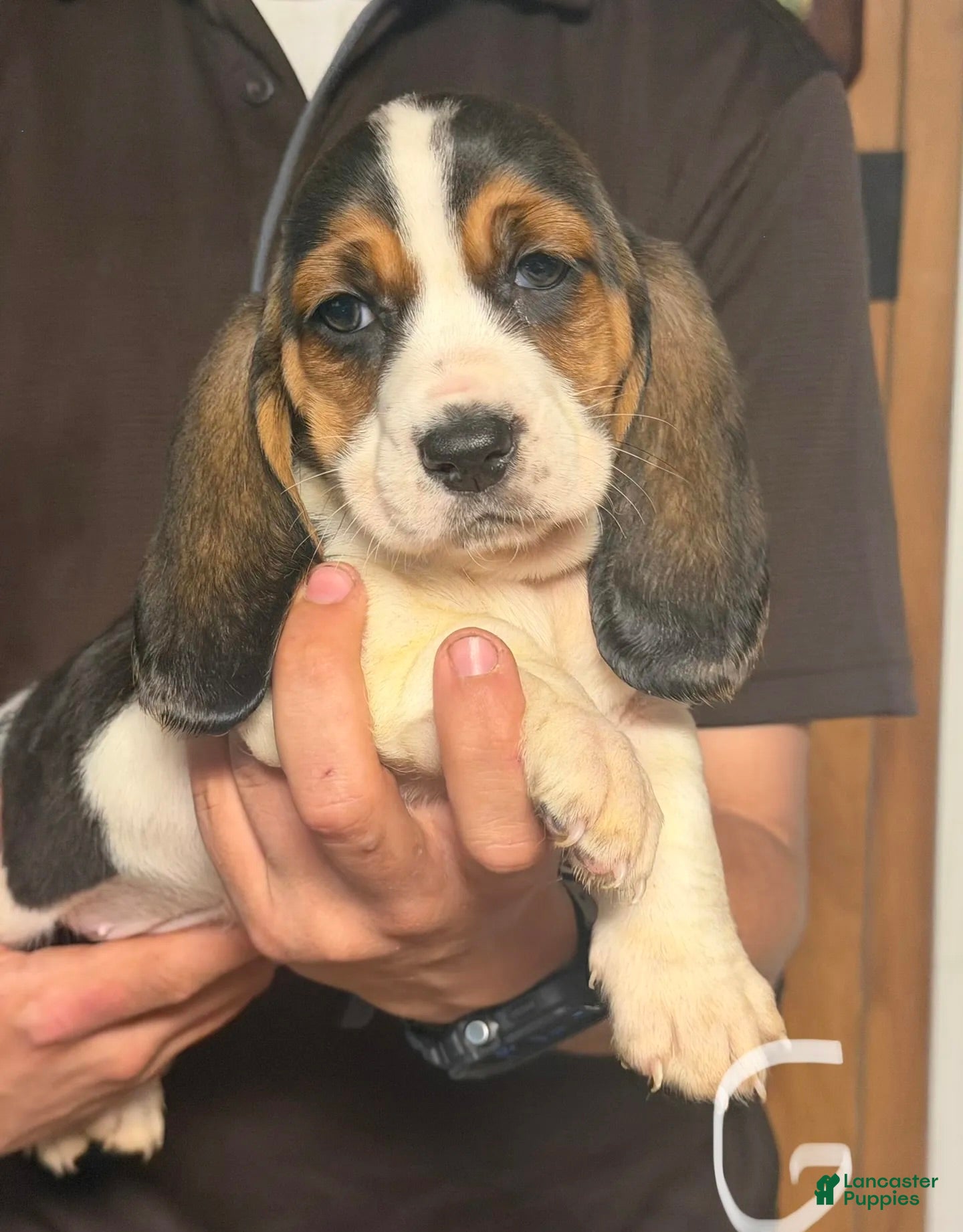 Basset Hound dogs Lizzy Girl - Ad 1