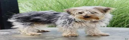 Yorkshire Terrier dogs for sale: Lucas - Ad 5