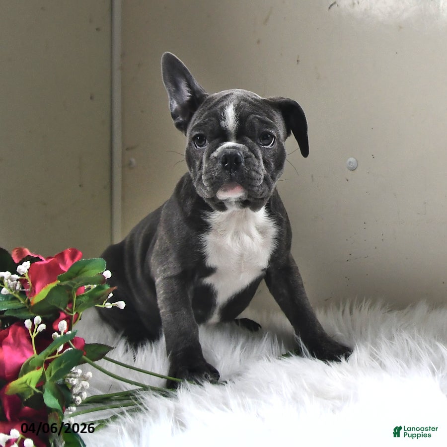 Frenchton dogs Moonbeam - Ad 1