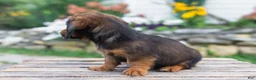 Miniature Dachshund dogs for sale: Gus - Ad 6
