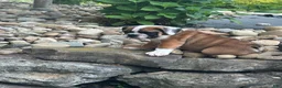 English Bulldog dogs for sale: Kaden - Ad 4
