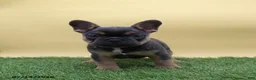 French Bulldog dogs for sale: Twinkle - Ad 4