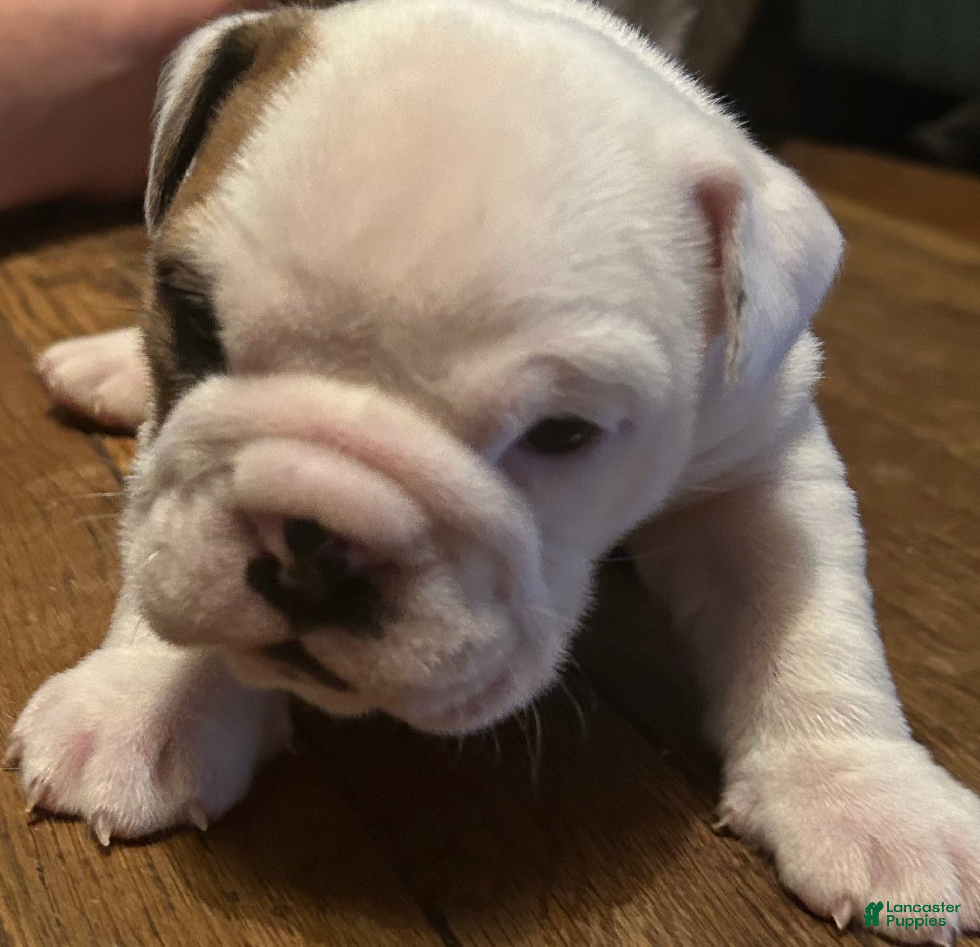 English Bulldog dogs Paisley - Ad 37