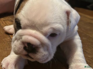 English Bulldog dogs Paisley - Ad 24