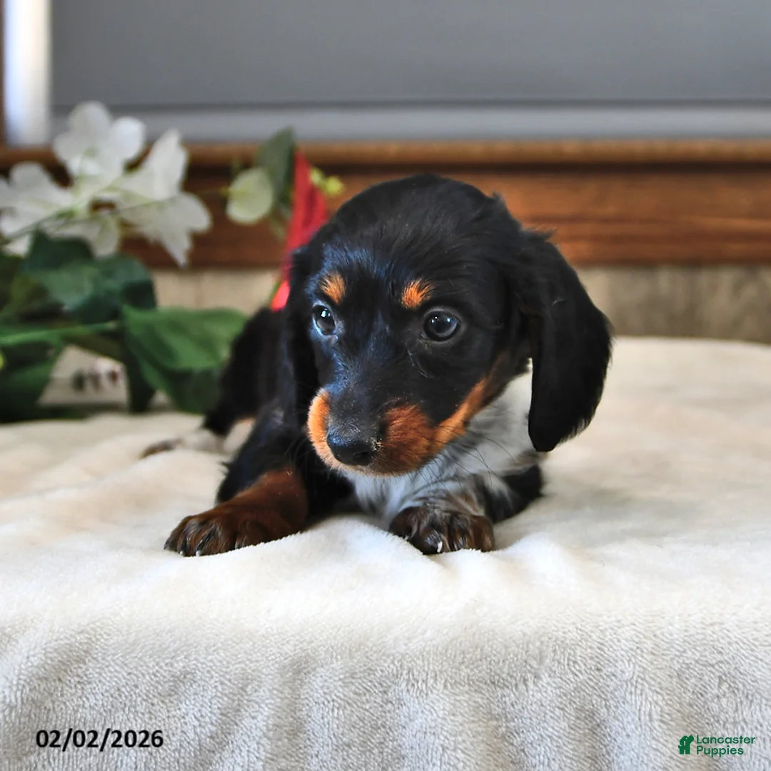 Miniature Dachshund dogs for sale: Poppy - Ad 4
