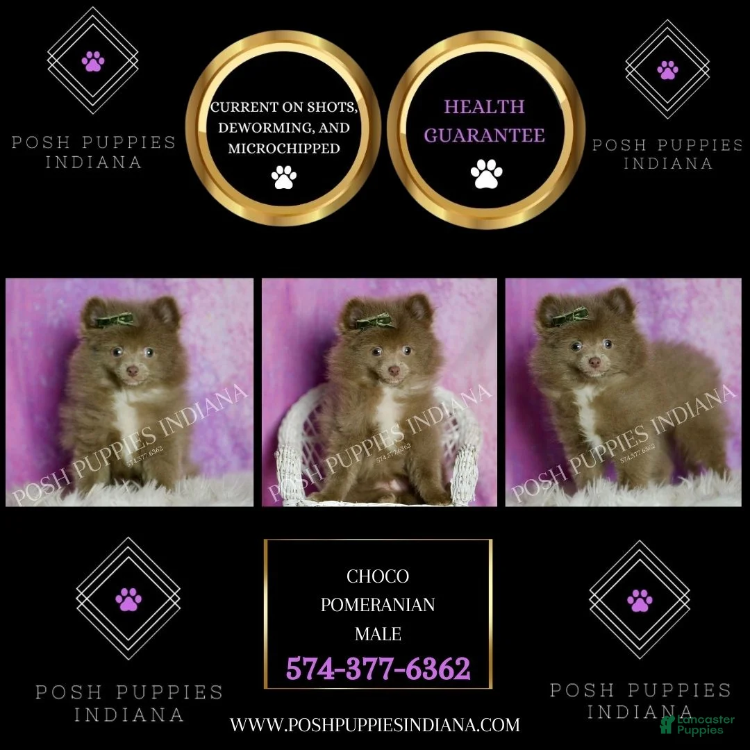 Pomeranian dogs for sale: Choco - Ad 6
