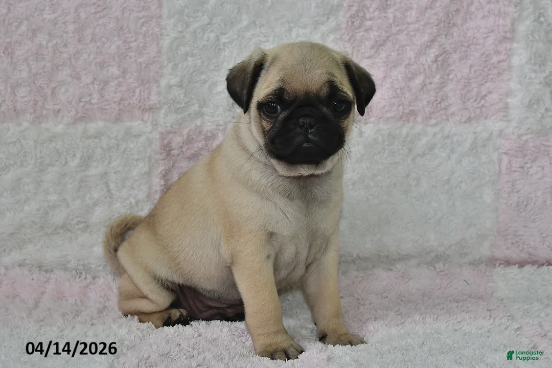 Pug dogs for sale: Max - Ad 1