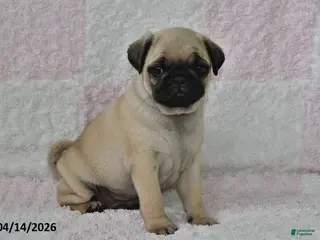 Pug dogs for sale: Max - Ad 1
