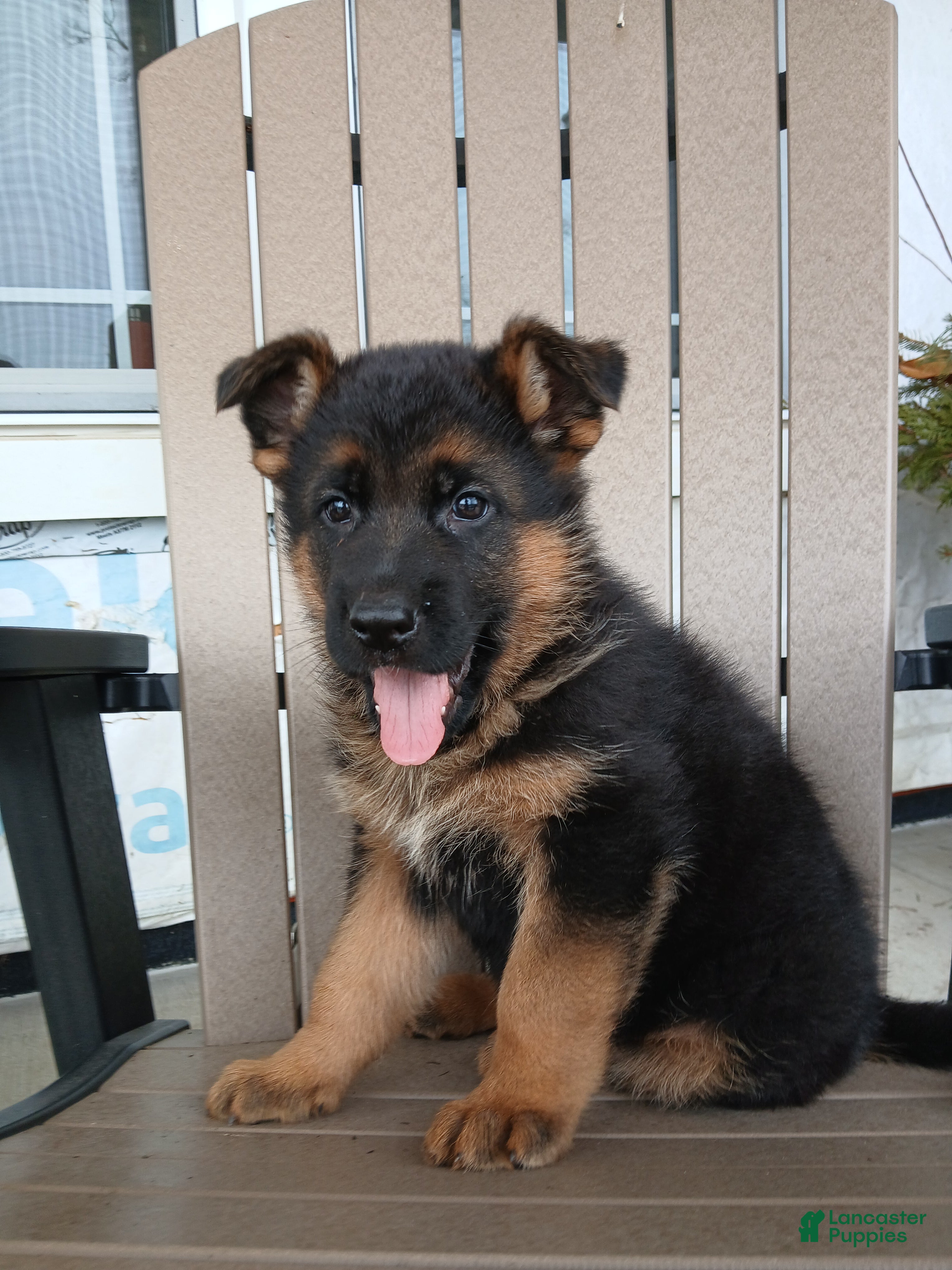 German Shepherd dogs Gunnar - Ad 2