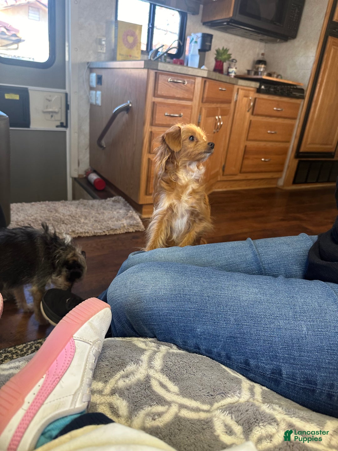 Mixed Breed dogs for sale: Mixed Breed Puppy 3 - Ad 11