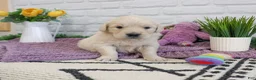 Golden Retriever dogs for sale: Nevada  - Ad 3