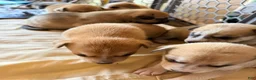 Mixed Breed dogs for sale: Pitsky male - Ad 35