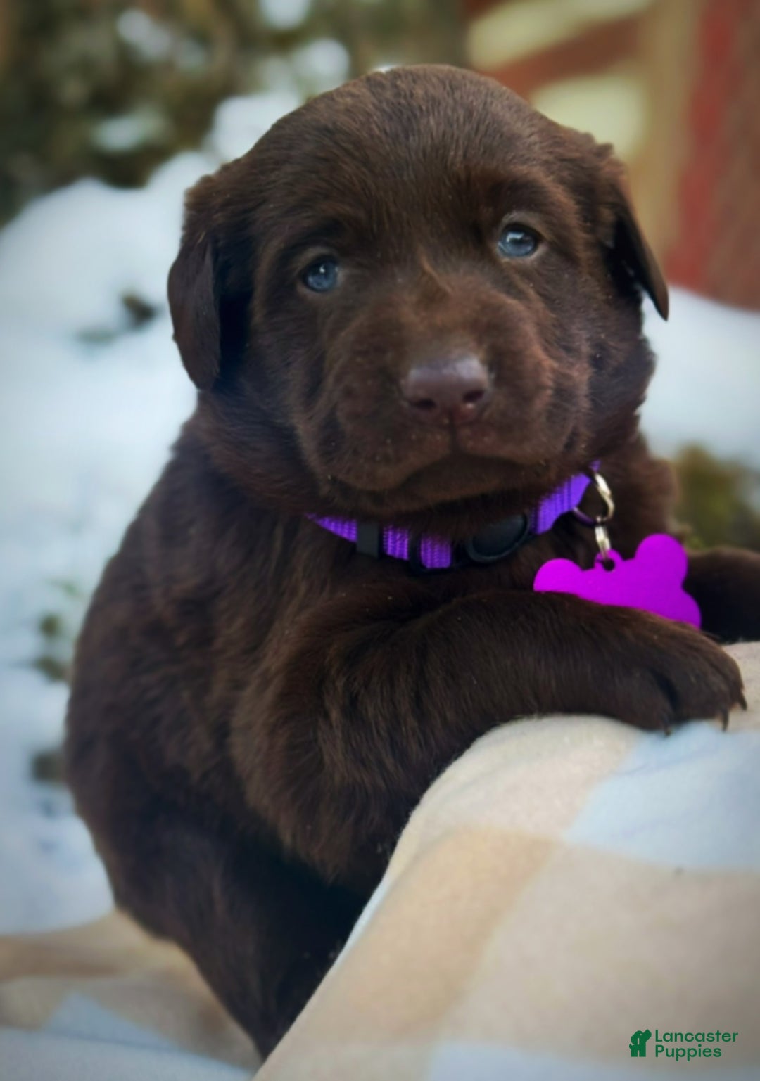 Labrador Retriever dogs for sale: Labrador Retriever Puppy 1 - Ad 15