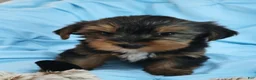Yorkshire Terrier dogs for sale: RIO-POTTY And CRATE TRAINED 🐾 - Ad 5