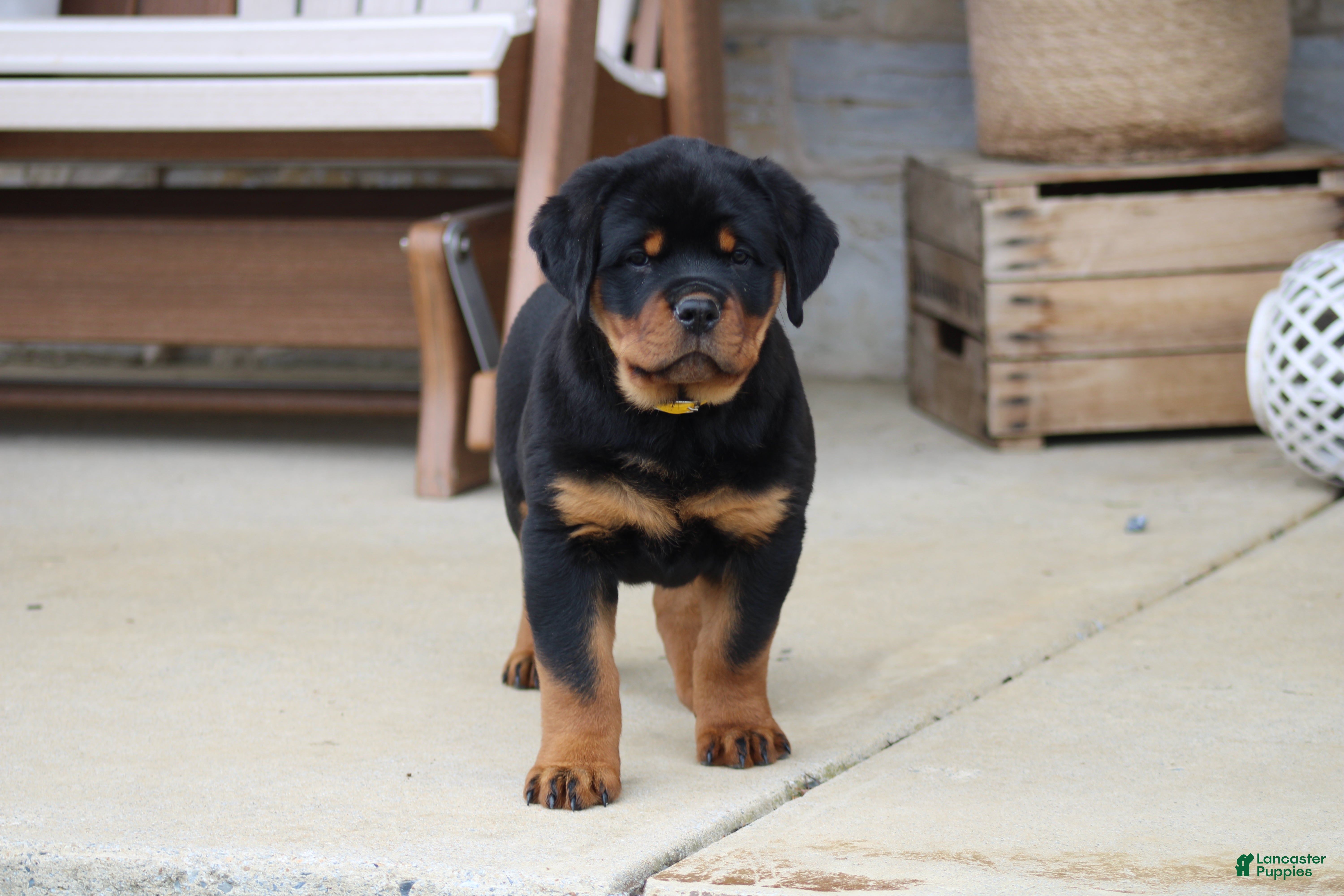 Rottweiler dogs Hope - Ad 40