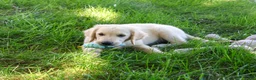 Golden Retriever dogs for sale: Gilbert - Ad 4