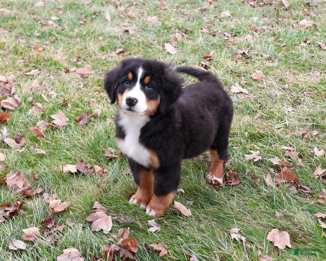 Bernese Mountain Dog dogs for sale: Snowflake  - Ad 1
