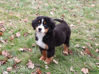 Bernese Mountain Dog dogs Snowflake - Ad 2