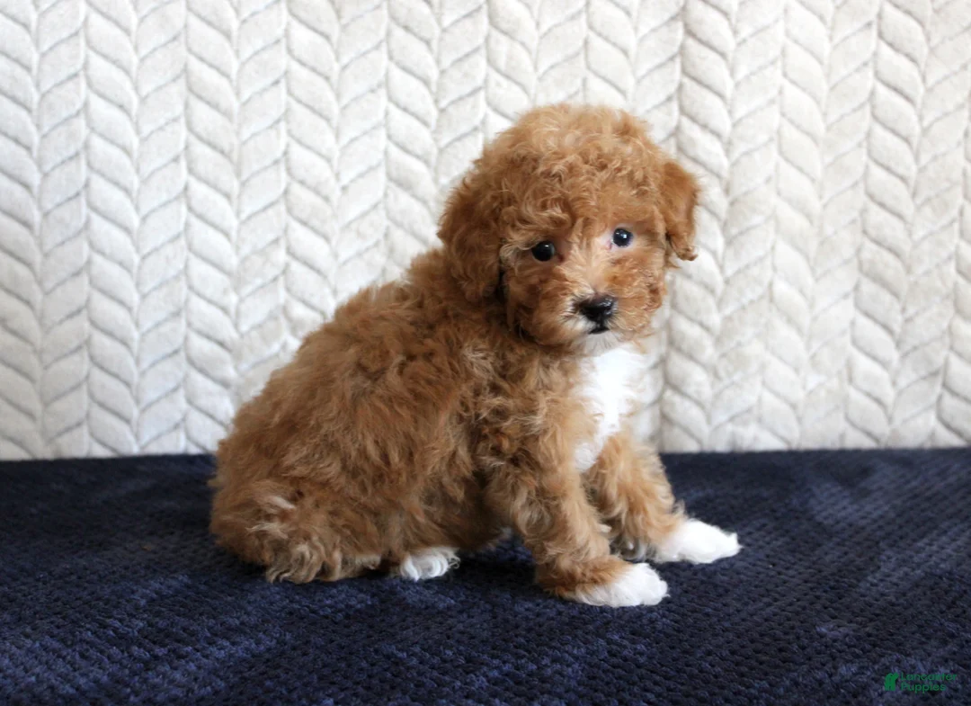 Toy Poodle dogs for sale: Scout - Ad 2