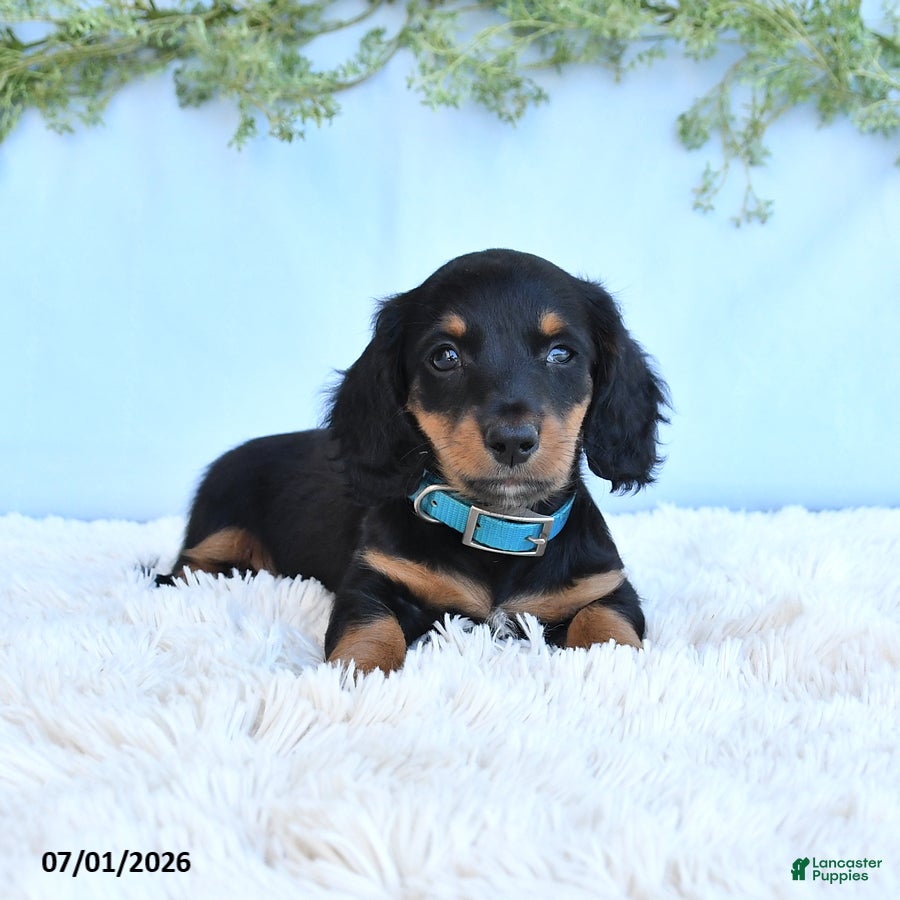 Miniature Dachshund dogs Rocky - Ad 2
