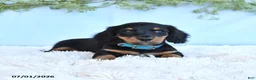 Miniature Dachshund dogs for sale: Rocky - Ad 2