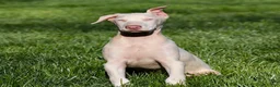 Doberman Pinscher dogs for sale: White Doberman Pinscher - Ad 4