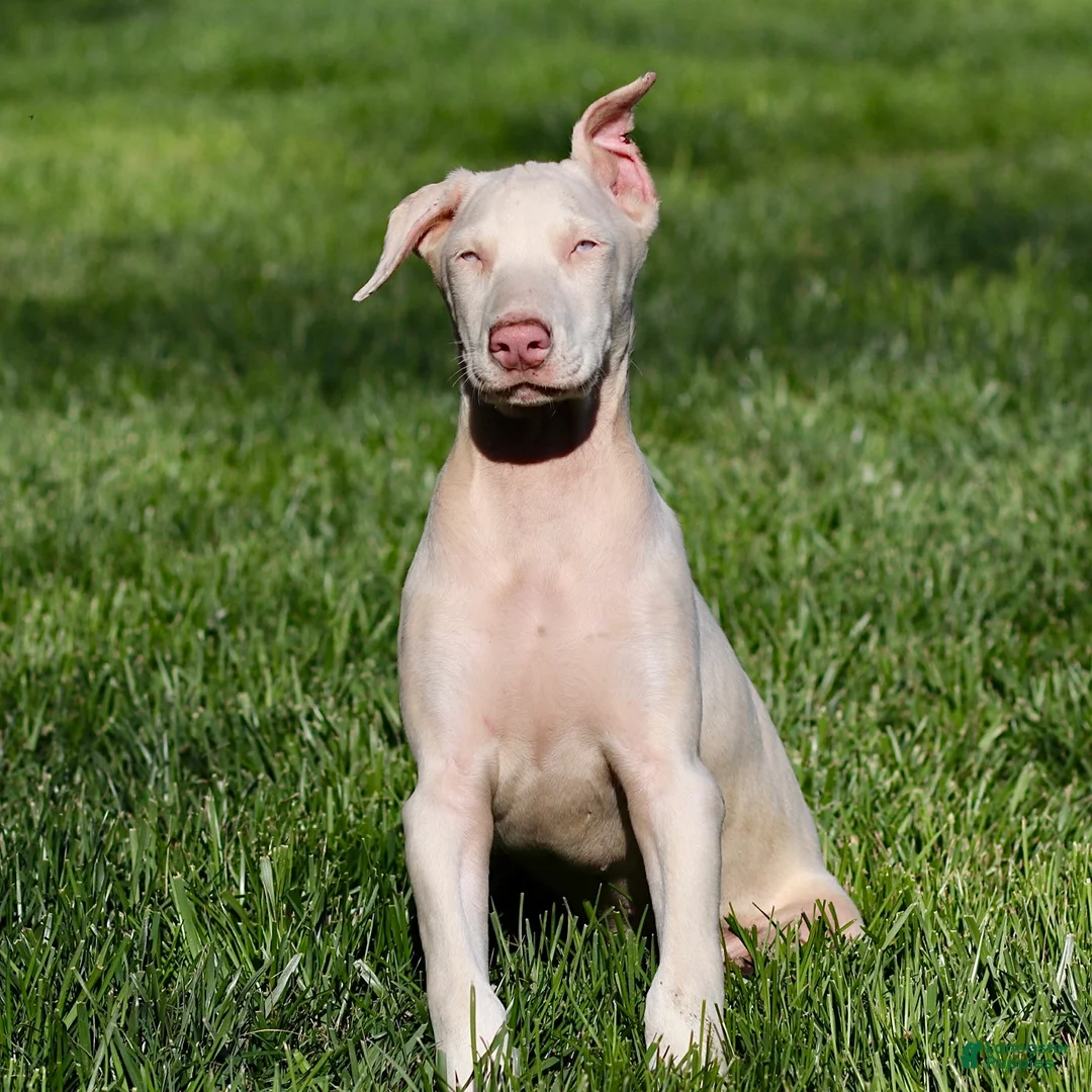 Doberman Pinscher dogs for sale: White Doberman Pinscher - Ad 4