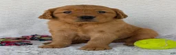 Golden Retriever dogs for sale: Porter  - Ad 22