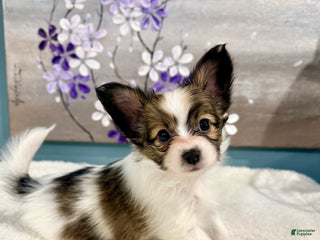 Papillon dogs Ember - Ad 22