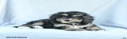 Mini Bernedoodle dogs for sale: Minnie - Ad 3