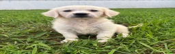 Golden Retriever dogs for sale: Dora - Ad 4