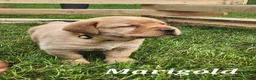 Labrador Retriever dogs for sale: Labrador Retriever- Lily - Ad 5