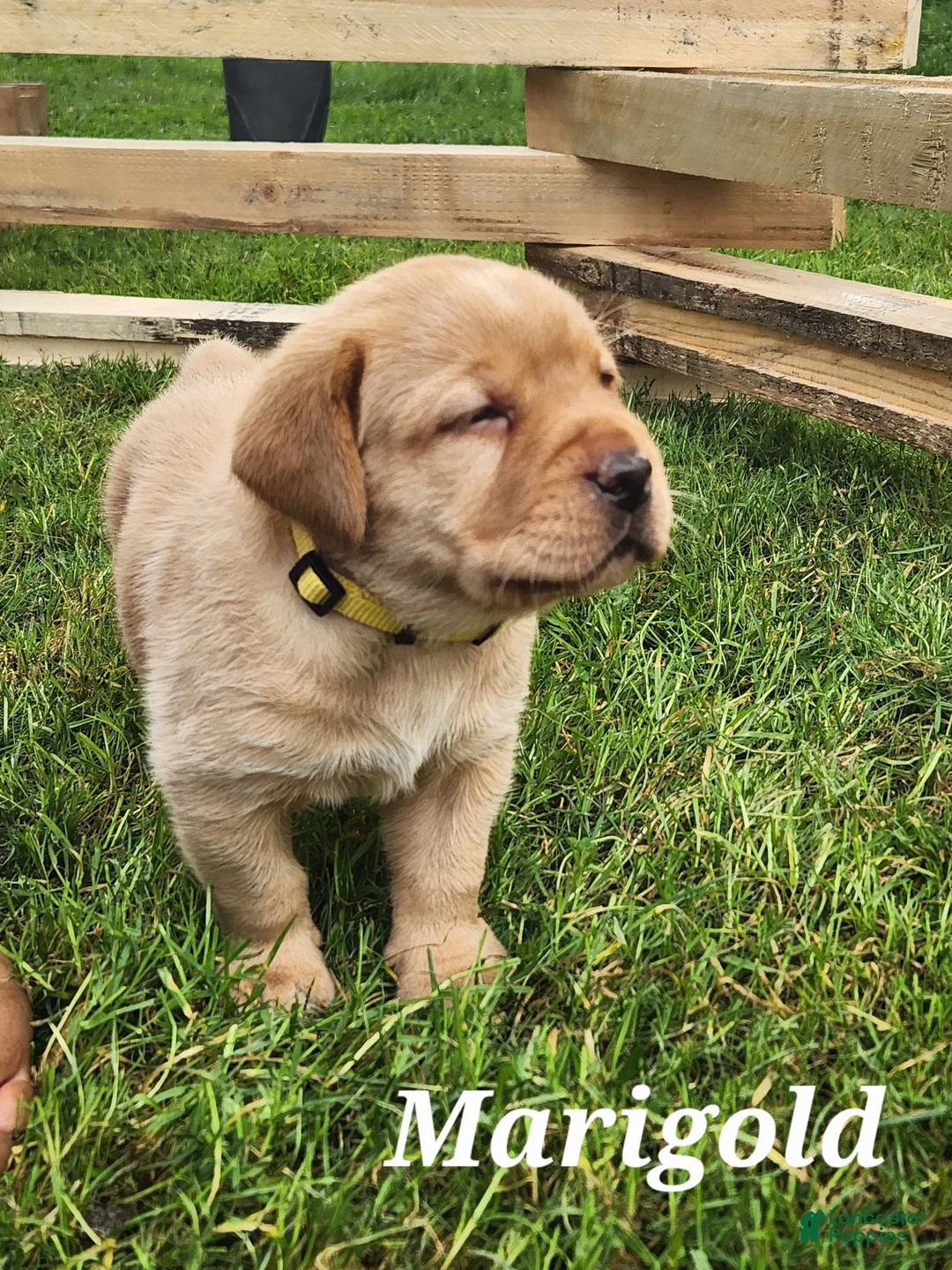 Labrador Retriever dogs for sale: Labrador Retriever- Lily - Ad 5