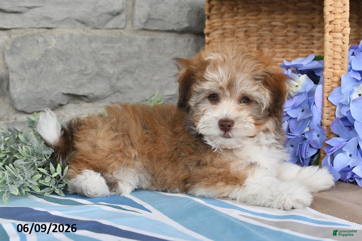 Havanese dogs Jenna - Ad 2