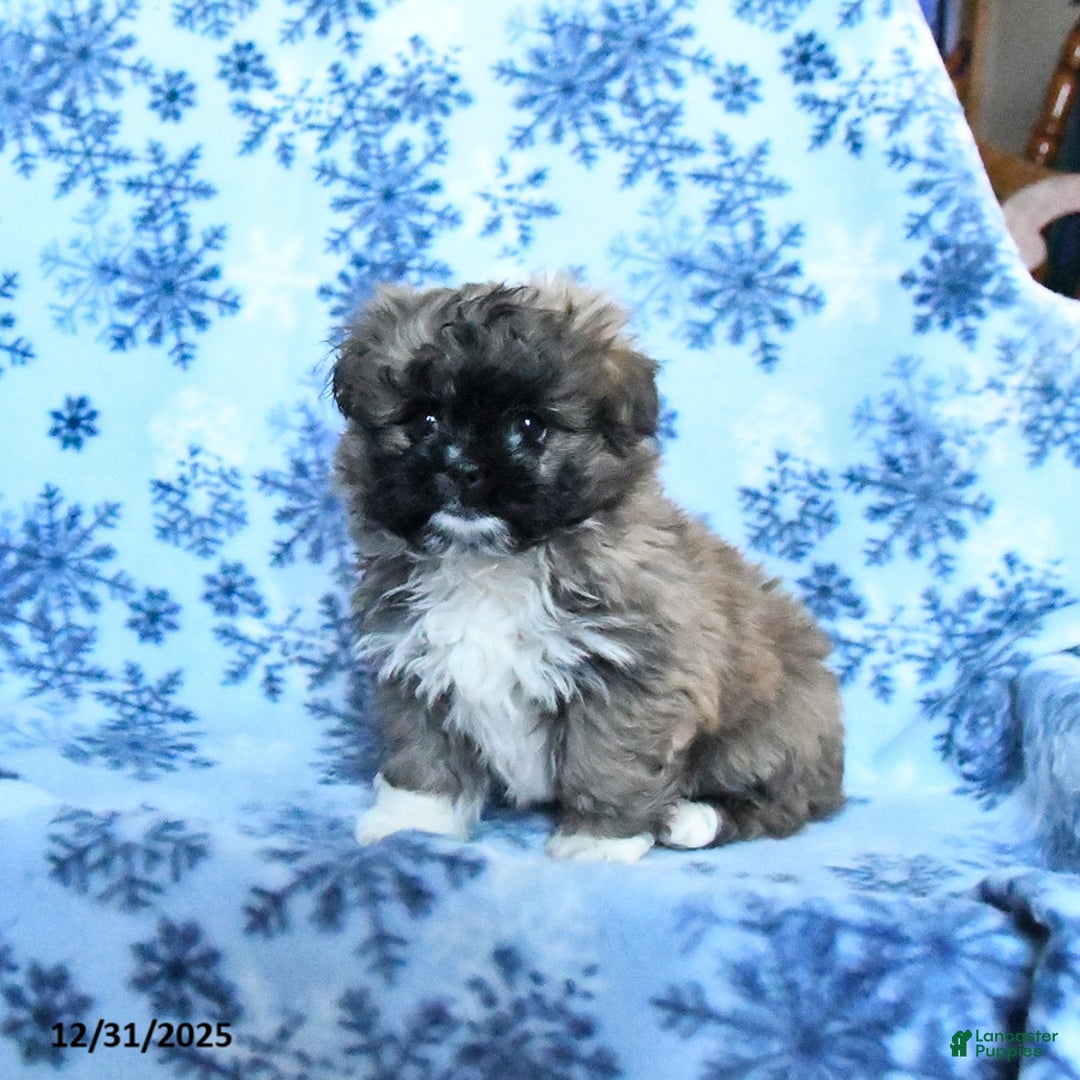 Shih Tzu dogs for sale: Frisky - Ad 2