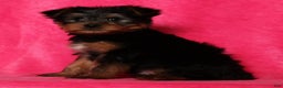 Yorkshire Terrier dogs for sale: Milo - Ad 7