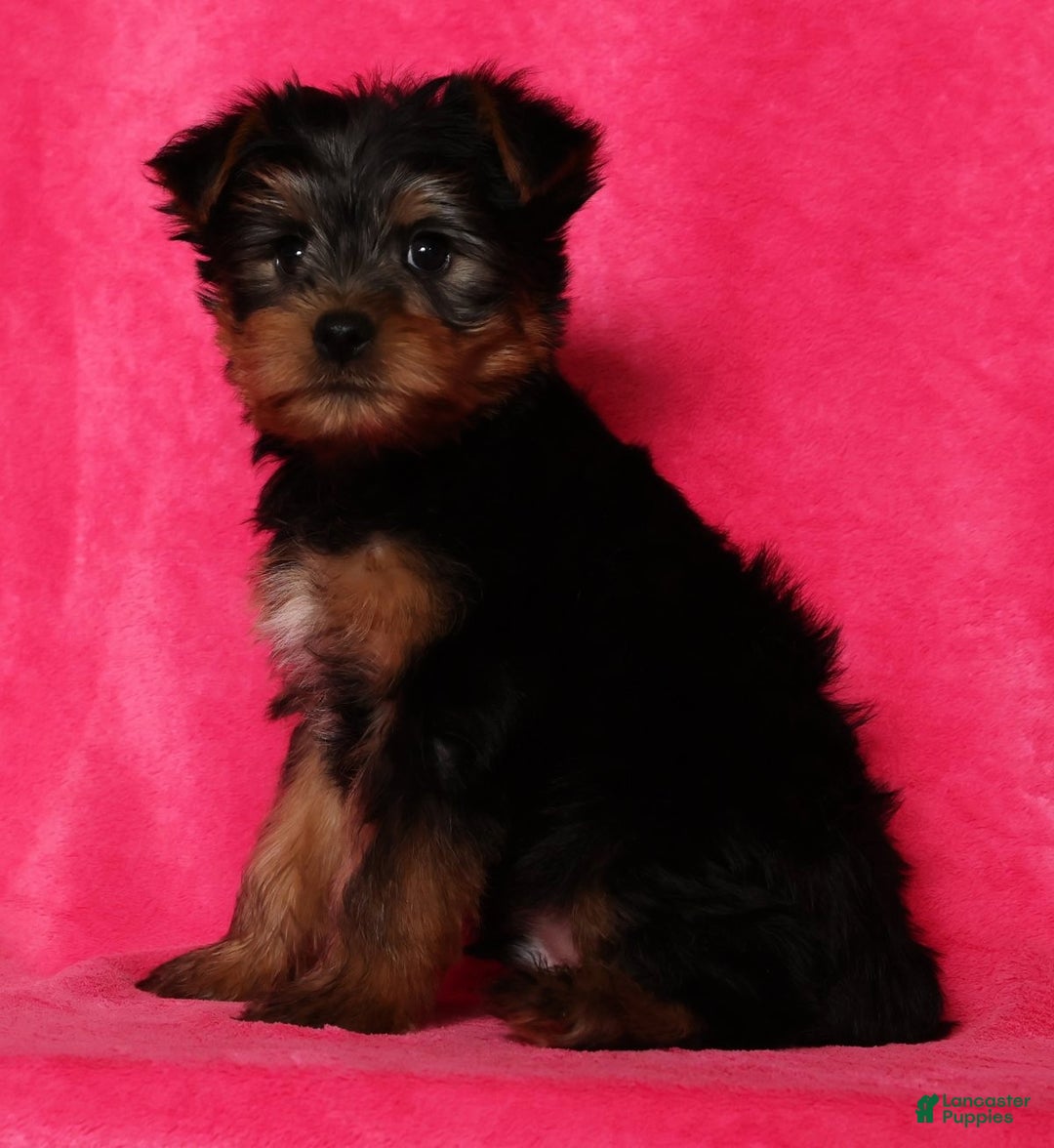 Yorkshire Terrier dogs for sale: Milo - Ad 7