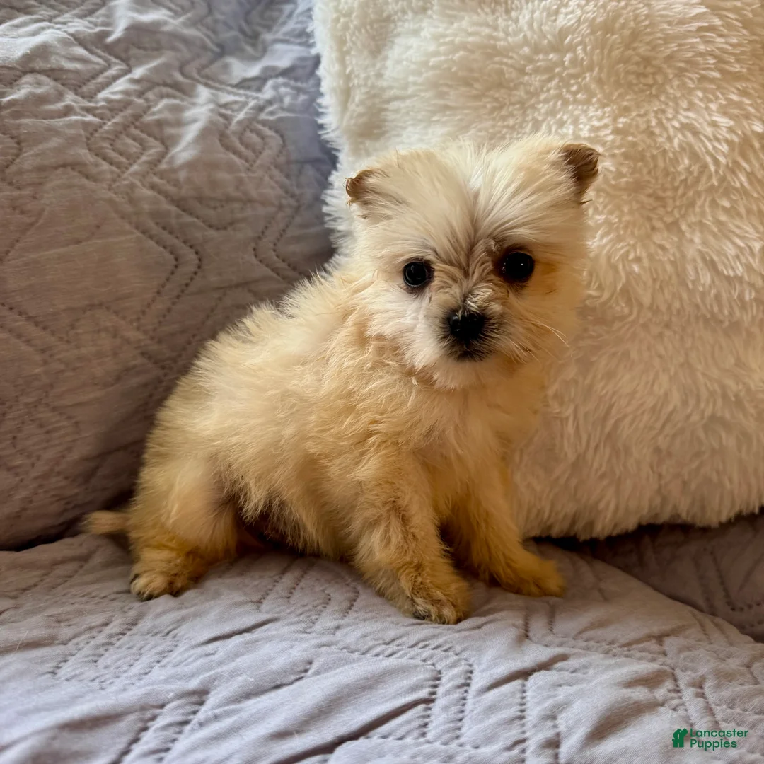 Shorkie dogs for sale: Honey - Ad 2