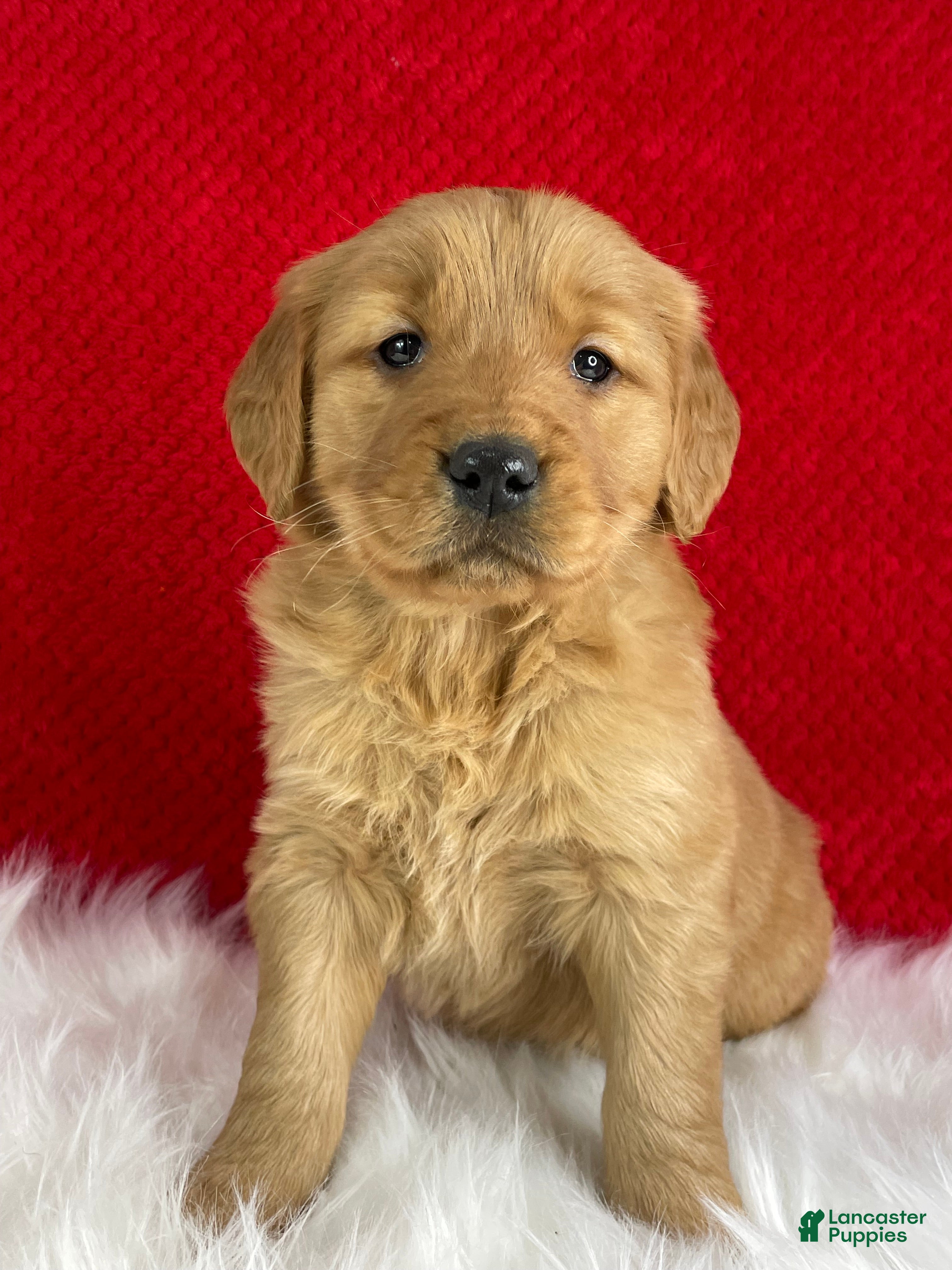 Golden Retriever dogs Ivy - Ad 6