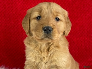 Golden Retriever dogs Ivy - Ad 1