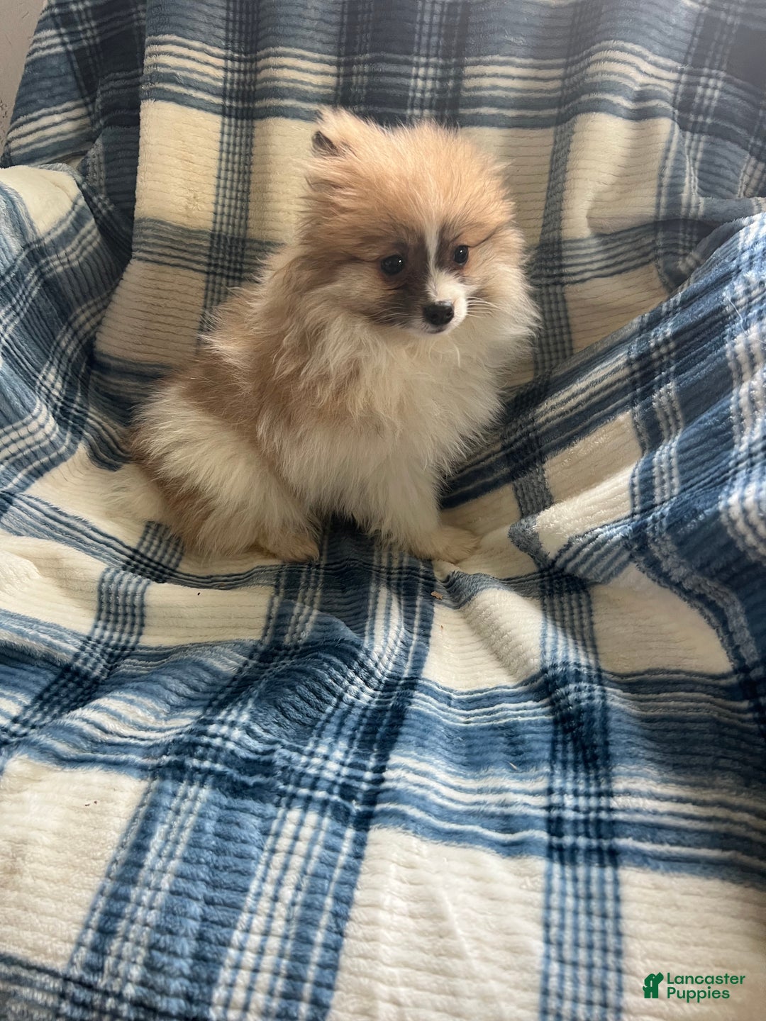 Pomeranian dogs for sale: Sweet Pea - Ad 2
