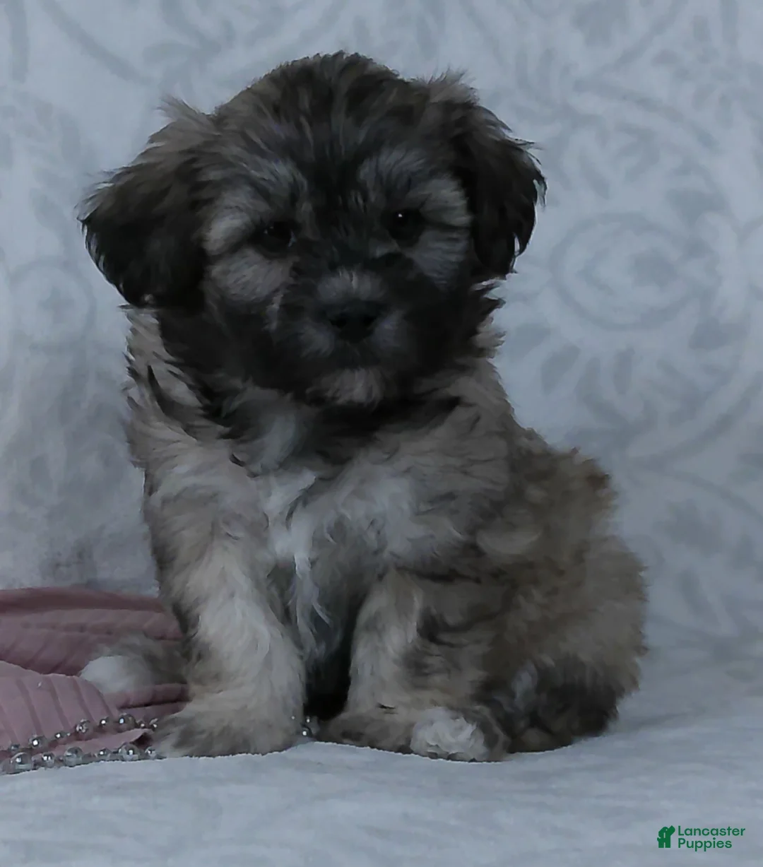 Teddy Bear dogs for sale: Gracie - Ad 1