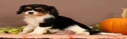 Cavalier King Charles Spaniel dogs for sale: Ranger - Ad 5