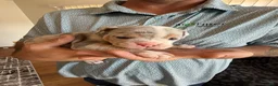 Olde English Bulldogge dogs for sale: Tri Blue Merle  - Ad 10