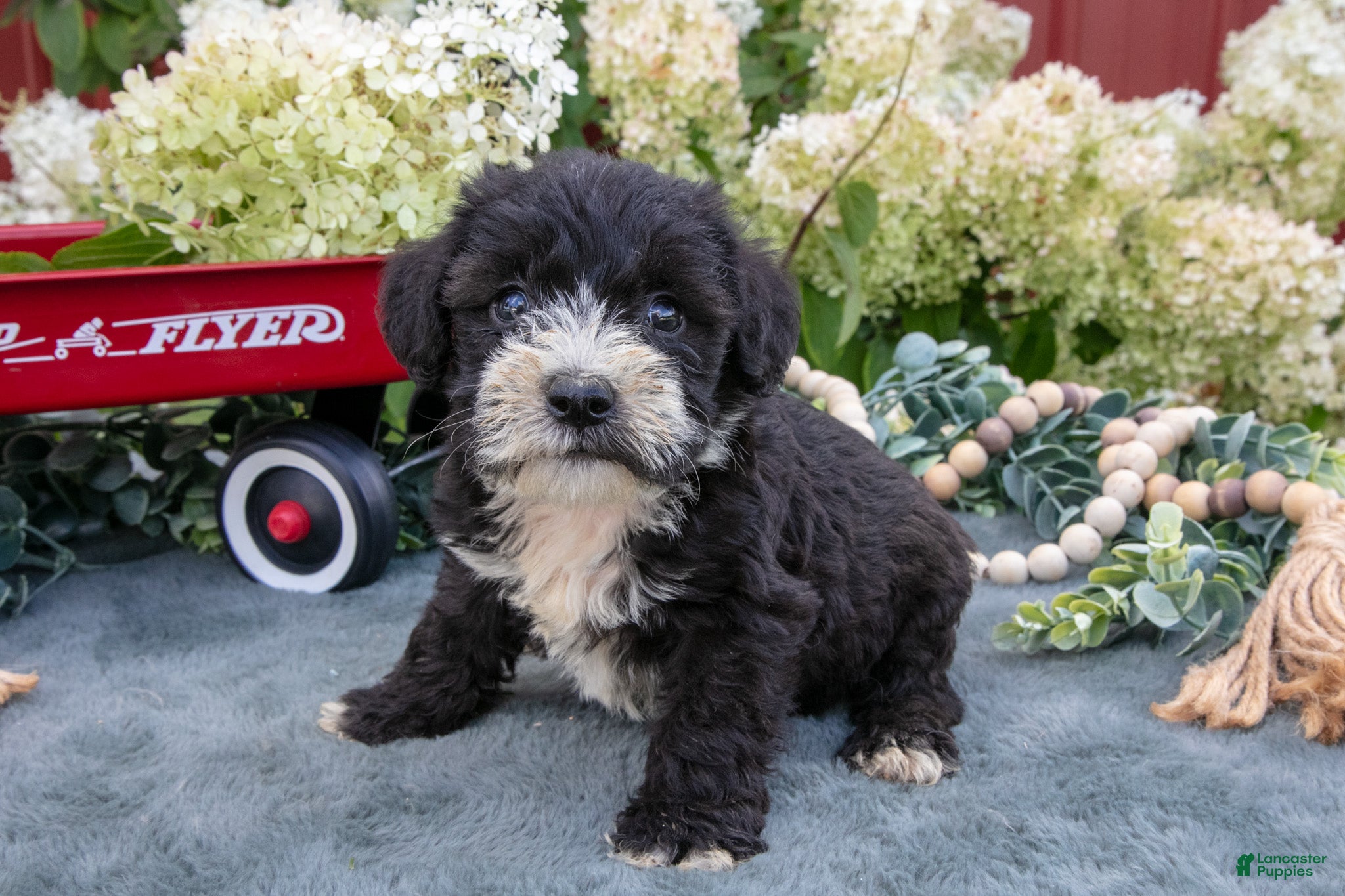 Miniature Schnauzer dogs for sale: Kylo - Ad 2