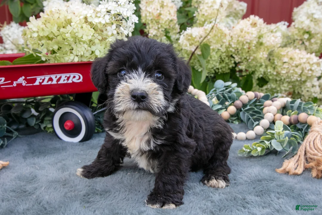 Miniature Schnauzer dogs for sale: Kylo - Ad 1