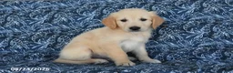 Golden Retriever dogs for sale: Vince - Ad 4