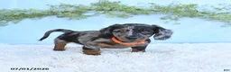 Miniature Dachshund dogs for sale: Reba - Ad 3