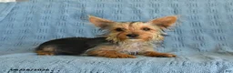 Yorkshire Terrier dogs for sale: Bailey - Ad 1